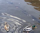 北海道旅行の計画"案"をお届けします 皆様に"道民だからこそ"できる旅行計画をお届けします。 イメージ1
