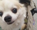 京都の穴場スポット情報提供します ガイドブックに隠れ過ぎた名（迷）店をご紹介致します。 イメージ2