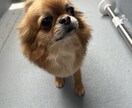 愛犬とのより幸せなペットライフをサポートします 愛犬と楽しくレッスン！楽しい愛犬ライフを提供します！ イメージ1
