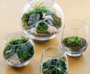 苔テラリウムワークショップレッスン致します 作る楽しみ＆愛でる楽しみもある癒しの苔テラリウム♡資材等込み イメージ1