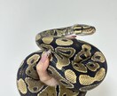 哺乳類・爬虫類・鳥類・両生類・奇蟲飼育相談乗ります 自宅で飼育している生体の飼育方法等相談乗ります イメージ4