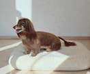 大切な愛犬さんをお作りします 世界にたった一つ♡うちのコ羊毛フェルト♡ イメージ6
