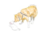 虹の橋を渡った【愛犬】を【イラスト】で甦らせます わんちゃんも【より可愛く♡より格好良く⭐︎】描きます イメージ9