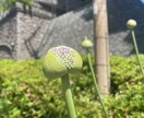 開運【未来像】とつながり【霊視タロット】で占います 3step現状→原因→対策で願いを叶える☆ イメージ1