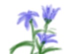 お花をメインに描いています ふんわりとした花の絵をメインに描いています イメージ2