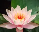 縁結び5日連続施術 叶わぬ想いに神の後押しをします 縁結び・運命の糸を再び紡ぐ、本格霊的縁結び施術 イメージ9