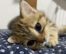 猫ちゃんの相談に乗らせていただきます 初めて猫ちゃんを飼い始めた方等、相談に乗らせていただきます！ イメージ1