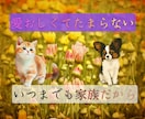 ずっと大切な家族　ペットロスの悲しみ、お聴きします 可愛いしぐさ、純粋な魂、忘れられない感触、愛おしいよね イメージ3