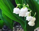 運命開花。あなたの運気をアップする香りを選びます 知らなきゃ損！人生を底上げする貴方だけの「覚醒フレグランス」 イメージ4
