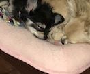 一緒に悩みを解決します 心理カウンセラーがあなたのお悩みに寄り添います。 イメージ1