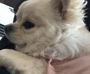 あなたの彼女になりきります 彼女のように接します！あなたのお話を聞かせてください イメージ1