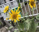 悩み事、愚痴、聞きます 病気は治せませんが話してスッキリしましょう♪ イメージ1