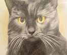 ペットの似顔絵お描きします 写真をもとに、色鉛筆の温もりあるタッチでお描きします イメージ3