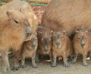 初めての子育てをする人の悩みを聞き不安を解消します 子育て経験夫婦合わせて７人のベテラン【親】が教えるノウハウ♡ イメージ1