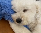 少しでも心を軽くします あなたの心が少しでも軽くなればと思います。 イメージ2