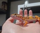 生き物の相談にのります 生き物のお迎えを検討されてる方、一緒に暮らしている生き物等 イメージ3