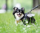 出張でペットの撮影します わんちゃんの写真を公園やお気に入りの場所で撮影します！ イメージ1