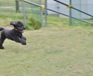 愛犬とのドッグラン等に同行して撮影します 愛犬との楽しい時間を写真に残しませんか？ イメージ2