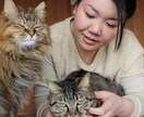 猫さんの相談、悩みお応えします 猫と暮らすあなたの悩みを猫専門のペットシッターに相談！ イメージ1
