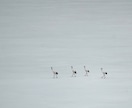 写真を自然で美しく仕上げます 風景・野生動物・フォトコン作品を丁寧に編集します イメージ4