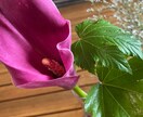 お花と繋がり霊視で【チャット】メッセージを降します 今の悩み、心配事、なんでもお花に聞いて、お答え致します。 イメージ4