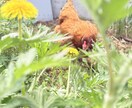自然寄りの暮らしって実際どう？お話しします のんびり暮らしのリアル、お話しします イメージ2