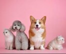 ペットちゃんの想い、鑑定致します ペットちゃんの気持ちが分からなくて、困っていませんか？？ イメージ1