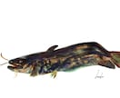 綺麗でリアルよりな魚の絵を描きます いい感じの魚の絵を気軽に頼んでみたい方へ イメージ3