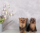自社スタジオで撮影いたします モデル付きでの商品紹介やファッションなど撮影いたします。 イメージ2