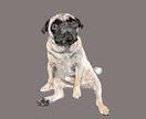 写真から犬の似顔絵を描きます お気に入りの表情の「ワンちゃんの写真」から似顔絵を描きます イメージ2