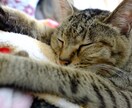 あなたのパートナーがきらめく瞬間を撮影いたします あなたとパートナーとの最高の時間を切り抜きます。 イメージ1