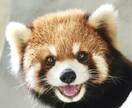 中国語⇔日本語ビジネス翻訳、電話通訳ます オーストラリア4年、シンガポール4年、日本12年在住の中国人 イメージ1