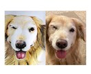 色鉛筆で手書きの愛犬との特別な瞬間を描きます 世界でたった1枚の宝物をアートとして残しませんか？ イメージ2