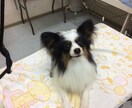 愛犬についてご相談にのります 小型犬から大型犬まで幅広い犬種の飼育実績を活かします！ イメージ1