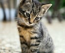 ペット霊視鑑定 虹の橋の大事な家族を霊視で視ます あの子が伝えたい言葉、伝えられなかった思いを私が代筆します。 イメージ9