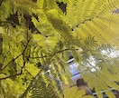 観葉植物の選び方賜ります 職場の環境に最適な観葉植物をインテリア性も合わせてチョイス！ イメージ1