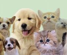 ペットの気持ち、状況を占います 大切な家族であるペットの気持ちをみながら悩みを解決します。 イメージ2