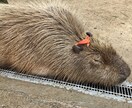 日常に疲れたあなたの心を掃除します 周囲に悩みを打ち明けられない人へ、カウンセリングコース合格済 イメージ1