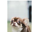 ペットの写真を撮影します ペットの今をかわいく、かっこよく写真に残します イメージ4
