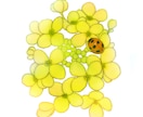 イラスト・アイコンを描かせて頂きます 花や虫のイラストやデフォルメキャラのイラストを描きます イメージ2