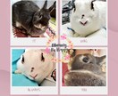 好きな画像(キャラやペット)の画像加工をします 好きな画像を加工して、待ち受けやアイコン、ヘッダー等に イメージ2