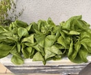 ベランダ菜園水耕栽培を写真から一緒に考えます 日当たり・場所・容器に合わせて初心者向けの栽培方法をご提案 イメージ5