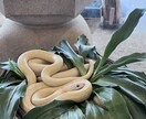 日常、観光地、仏閣の素材を提供しています 日常の一枚を集めてみました。季節物、風景、仏閣などです。 イメージ10
