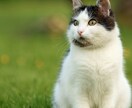魂レベルでペットの気持ちを霊視します 今感じていること・飼い主様への想い・メッセージを読み取ります イメージ3