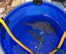 釣り初心者の方、お困り事を究極解決いたします 釣り初心者！釣り始めたい方が使うアドバイザー イメージ2