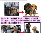 愛犬の写真からうちの子オリジナルミニタオル作ります 愛犬、愛猫、ペットのお写真からオリジナルのハンカチを作成 イメージ2