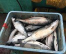 北海道の釣り楽しい話しします マグロからヤマメ迄の、釣り教えます。 イメージ7