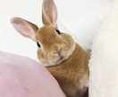 愛うさぎと仲良くなる方法を教えます 問題行動が少なく、表情豊かになります イメージ9