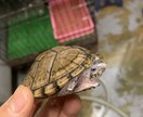 小動物、爬虫類、猛禽類などの飼育相談承ります 某個人営業の動物園での勤務経験から飼育のお悩み解決に導きます イメージ4