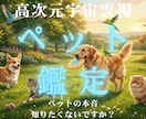 魂のカルテを作成し高次元波動で心身を読み解きます 「なぜ私を選んだの？」前世から続くペットとの魂の契約を解明 イメージ1